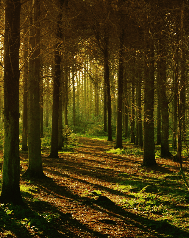 A forest with trees and sunlight coming through the trees.