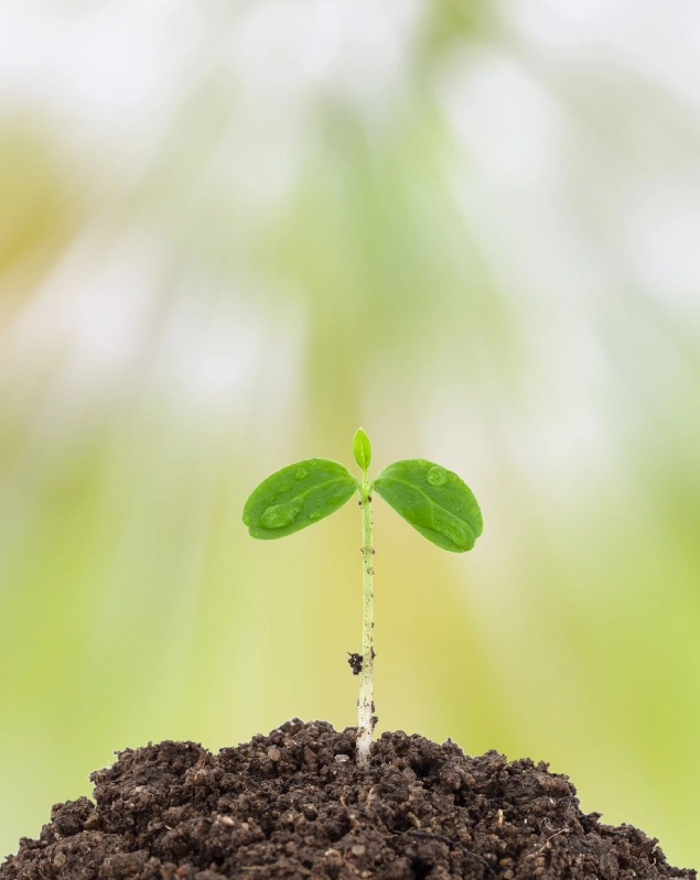 A plant growing from the ground in front of green trees.