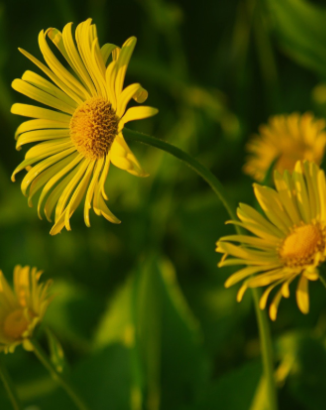 A close up of yellow flowers in the grass.