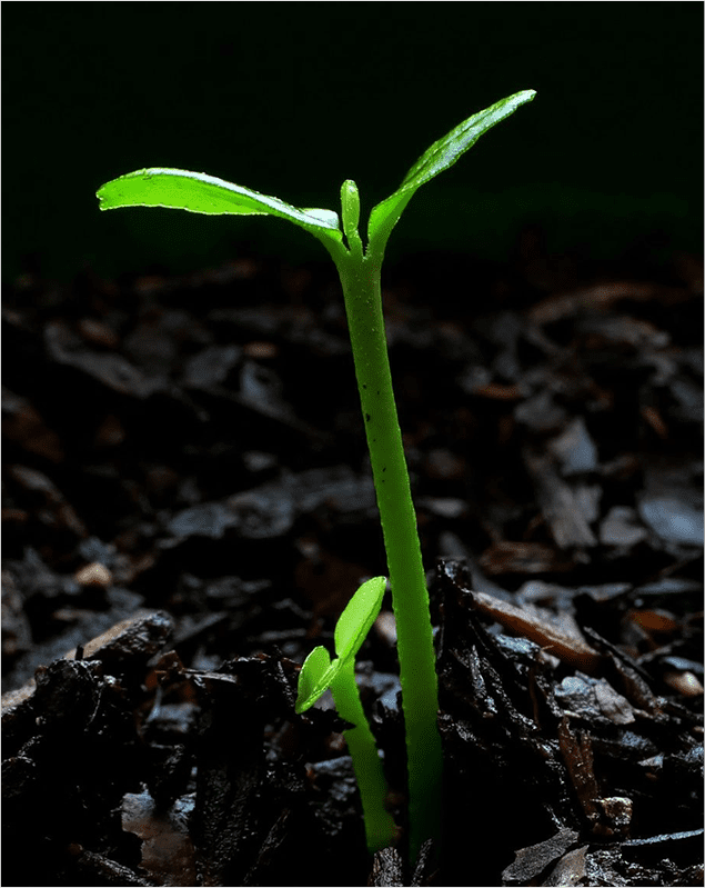 A close up of a plant growing in the dirt