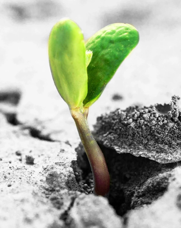 A plant growing out of the ground.